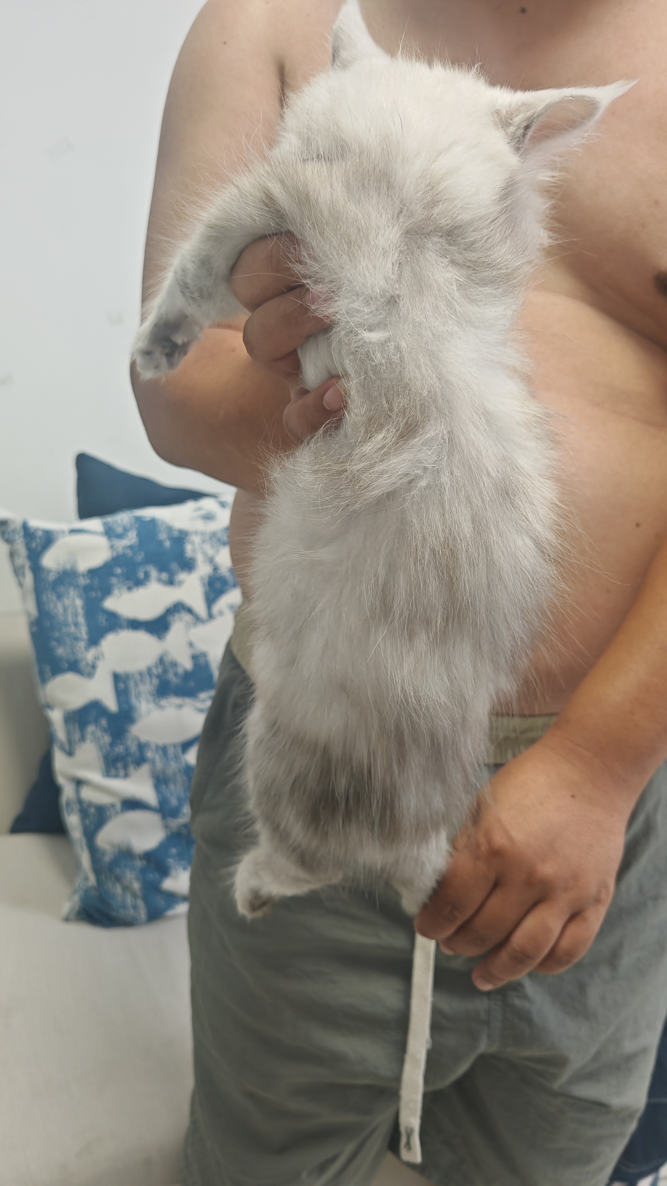 缅因猫
